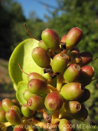 Image of Notanthera heterophylla (Quintral del boldo / peumo / laurel). Click to enlarge parts of image.