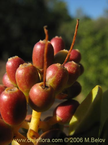 Image of Notanthera heterophylla (Quintral del boldo / peumo / laurel). Click to enlarge parts of image.