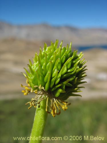 Image of Ranunculus peduncularis var. erodiifolius (Botón de oro / Centella). Click to enlarge parts of image.