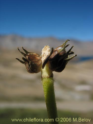 Imágen de Ranunculus peduncularis var. erodiifolius (Botón de oro / Centella). Haga un clic para aumentar parte de imágen.