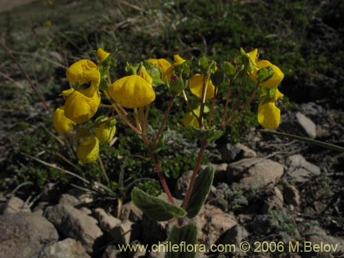 Image of Calceolaria corymbosa ssp. mimuloides (Capachito). Click to enlarge parts of image.