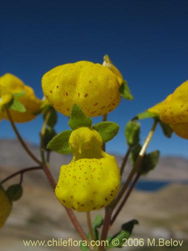 Image of Calceolaria corymbosa ssp. mimuloides (Capachito). Click to enlarge parts of image.