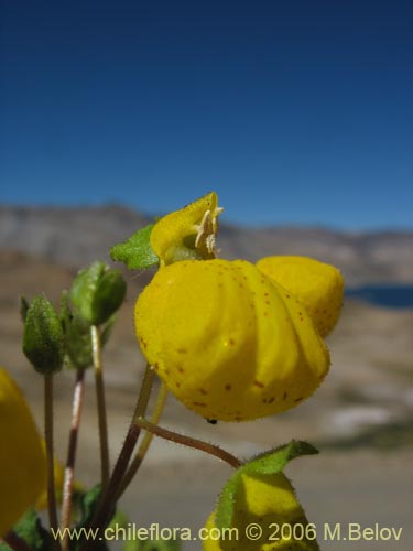 Image of Calceolaria corymbosa ssp. mimuloides (Capachito). Click to enlarge parts of image.