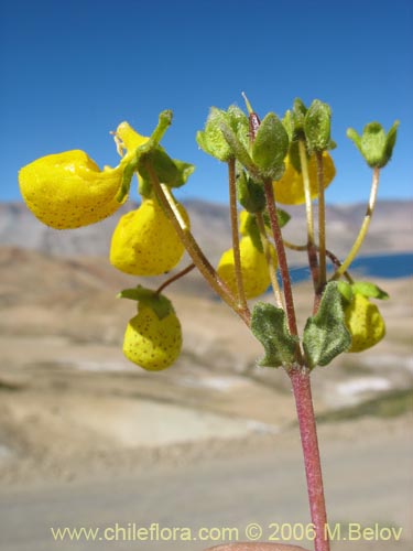 Image of Calceolaria corymbosa ssp. mimuloides (Capachito). Click to enlarge parts of image.