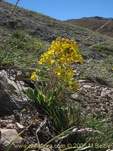 Image of Calceolaria corymbosa ssp. mimuloides (Capachito). Click to enlarge parts of image.