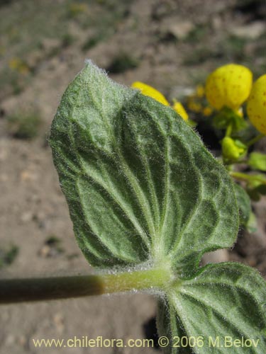 Image of Calceolaria corymbosa ssp. mimuloides (Capachito). Click to enlarge parts of image.