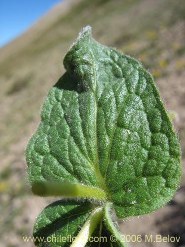 Bild von Calceolaria corymbosa ssp. mimuloides (Capachito). Klicken Sie, um den Ausschnitt zu vergrössern.