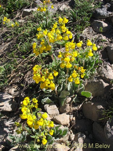 Calceolaria corymbosa ssp. mimuloidesの写真