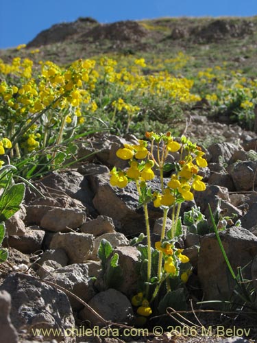 Calceolaria corymbosa ssp. mimuloides的照片