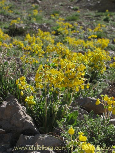 Image of Calceolaria corymbosa ssp. mimuloides (Capachito). Click to enlarge parts of image.