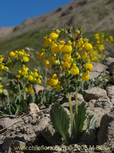 Calceolaria corymbosa ssp. mimuloides의 사진