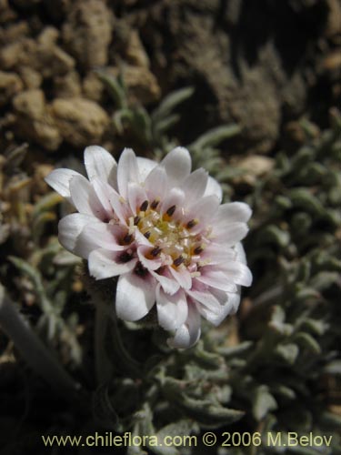 Leucheria candidissima의 사진