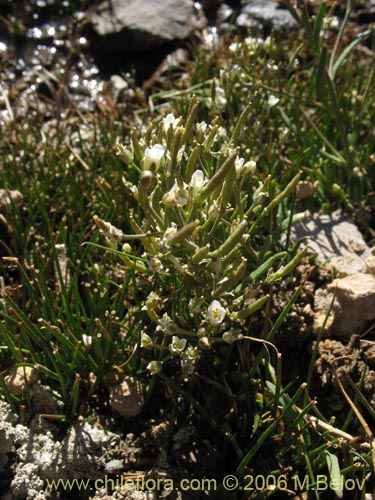 Image of Unidentified Plant sp. #2349 (). Click to enlarge parts of image.