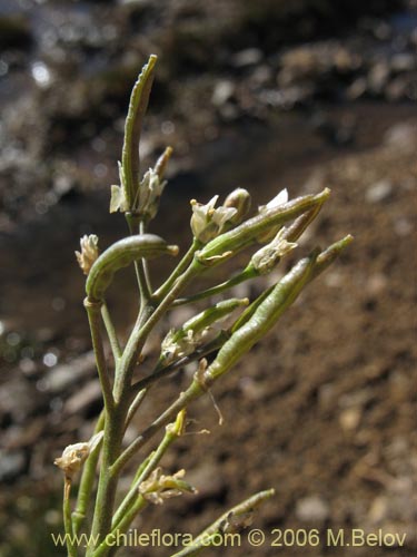 Image of Unidentified Plant sp. #2349 (). Click to enlarge parts of image.