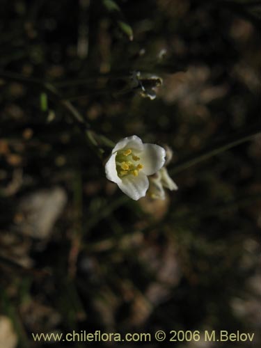 Image of Unidentified Plant sp. #2349 (). Click to enlarge parts of image.