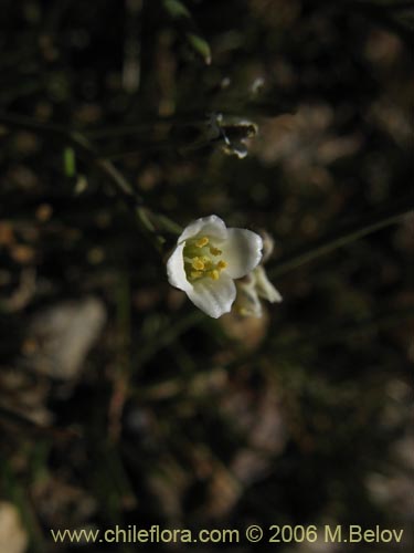 未確認の植物種 sp. #2349の写真