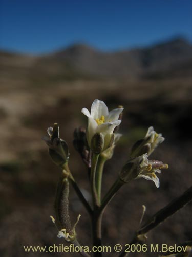 Image of Unidentified Plant sp. #2349 (). Click to enlarge parts of image.