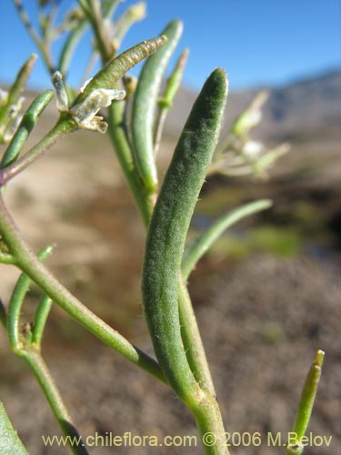 Image of Unidentified Plant sp. #2349 (). Click to enlarge parts of image.