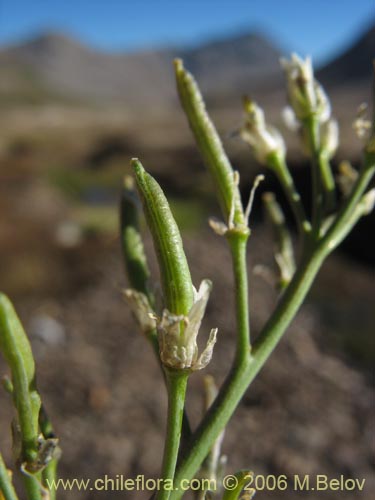 Image of Unidentified Plant sp. #2349 (). Click to enlarge parts of image.