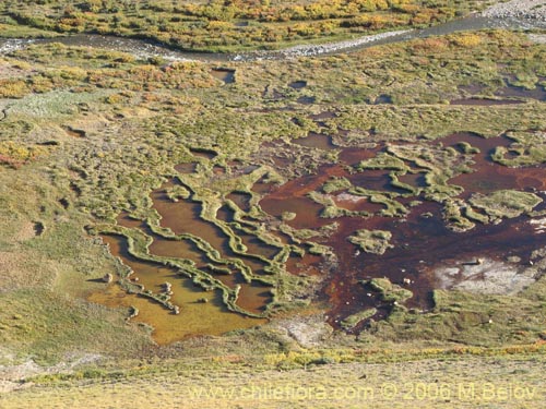 Image of bog.