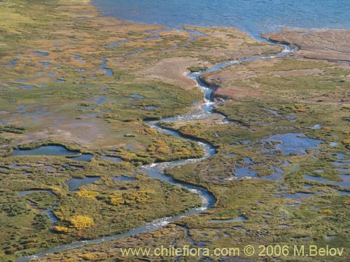 Image of a small, winding river flowing into the Laguna Maule, Chile.