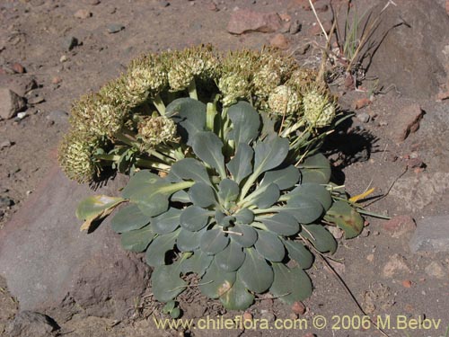 Bild von Nastanthus spathulatus (Nastanto). Klicken Sie, um den Ausschnitt zu vergrössern.