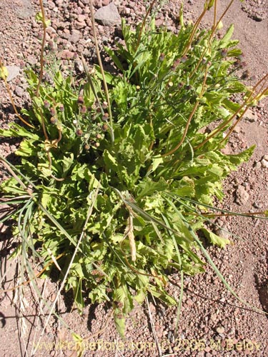 Image of Calceolaria cavanillesii (Capachito). Click to enlarge parts of image.