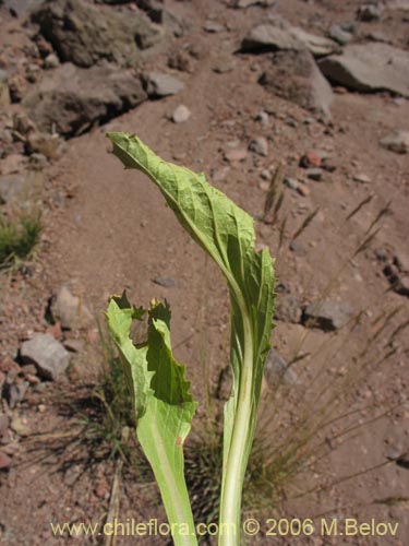 Bild von Calceolaria cavanillesii (Capachito). Klicken Sie, um den Ausschnitt zu vergrössern.