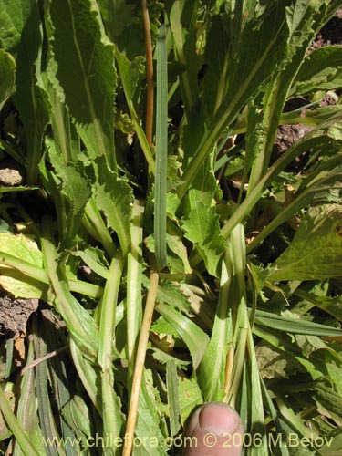 Фотография Calceolaria cavanillesii (Capachito). Щелкните, чтобы увеличить вырез.