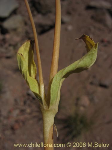 Image of Calceolaria cavanillesii (Capachito). Click to enlarge parts of image.