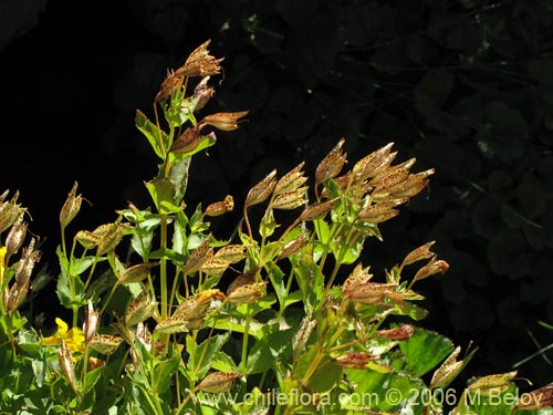 Bild von Mimulus luteus (Berro amarillo / Placa). Klicken Sie, um den Ausschnitt zu vergrössern.