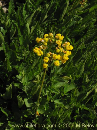 Imágen de Calceolaria cavanillesii (Capachito). Haga un clic para aumentar parte de imágen.