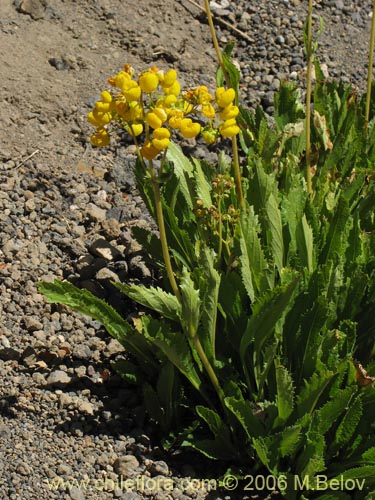 Imágen de Calceolaria cavanillesii (Capachito). Haga un clic para aumentar parte de imágen.