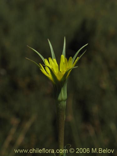 Tragopogon pratensisの写真