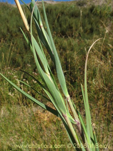 Tragopogon pratensis의 사진
