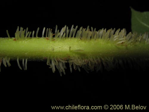 Hydrangea serratifoliaの写真