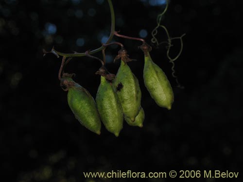 Imágen de Eccremocarpus scaber (Chupa-chupa / Chupa-poto). Haga un clic para aumentar parte de imágen.