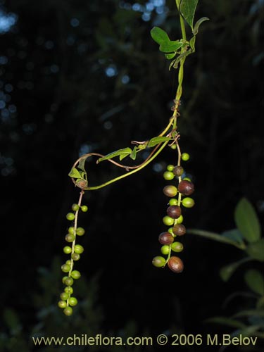 Bild von Lardizabala biternata (Cóguil / Voqui blanco / Voqui / Coguilera). Klicken Sie, um den Ausschnitt zu vergrössern.