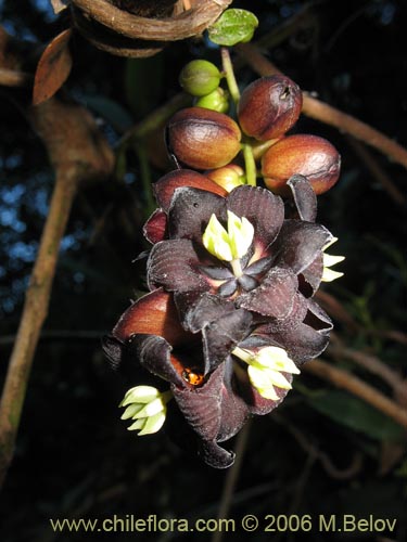 Bild von Lardizabala biternata (Cóguil / Voqui blanco / Voqui / Coguilera). Klicken Sie, um den Ausschnitt zu vergrössern.