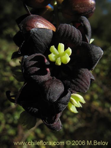 Фотография Lardizabala biternata (Cóguil / Voqui blanco / Voqui / Coguilera). Щелкните, чтобы увеличить вырез.