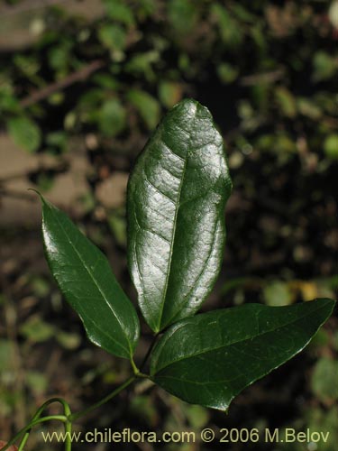 Bild von Lardizabala biternata (Cóguil / Voqui blanco / Voqui / Coguilera). Klicken Sie, um den Ausschnitt zu vergrössern.