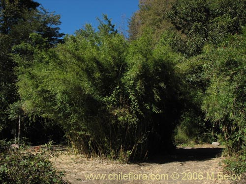 Imágen de Chusquea quila (Quila). Haga un clic para aumentar parte de imágen.