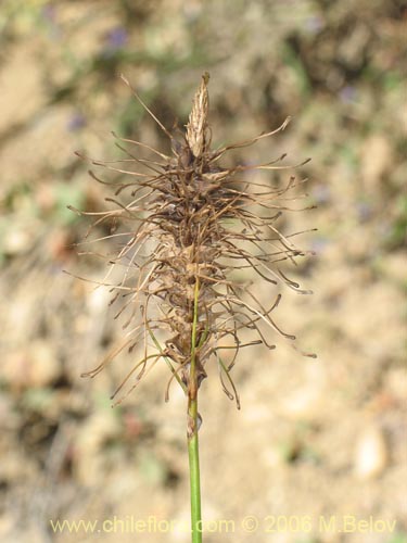 Image of Uncinia erinacea (Quinquina / Cortadera). Click to enlarge parts of image.