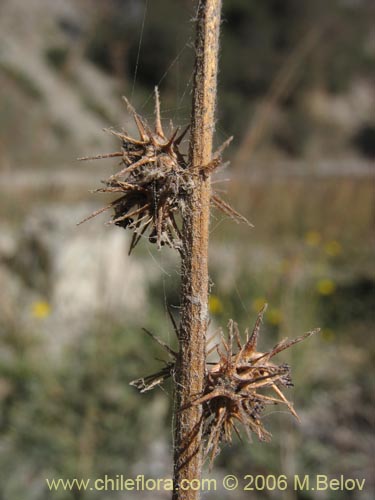 Imágen de Acaena pinnatifida (Pimpinela cimarrona / Abrojo). Haga un clic para aumentar parte de imágen.