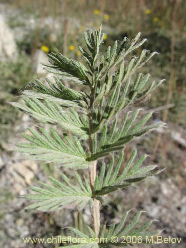 Image of Acaena pinnatifida (Pimpinela cimarrona / Abrojo). Click to enlarge parts of image.