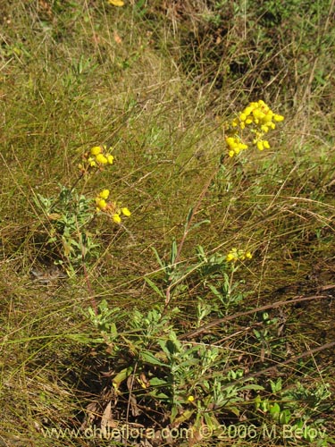 Bild von Calceolaria integrifolia (). Klicken Sie, um den Ausschnitt zu vergrössern.