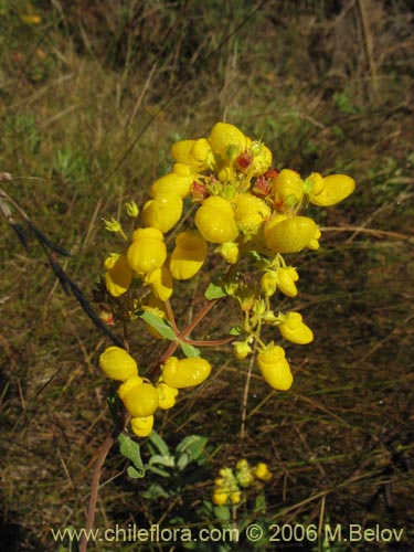 Calceolaria integrifoliaの写真