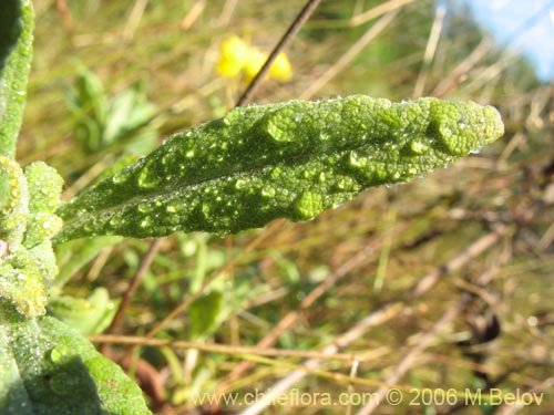 Bild von Calceolaria integrifolia (). Klicken Sie, um den Ausschnitt zu vergrössern.