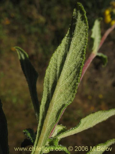 Bild von Calceolaria integrifolia (). Klicken Sie, um den Ausschnitt zu vergrössern.