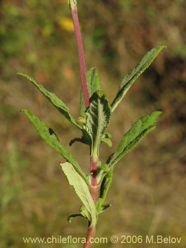 Image of Calceolaria integrifolia (). Click to enlarge parts of image.